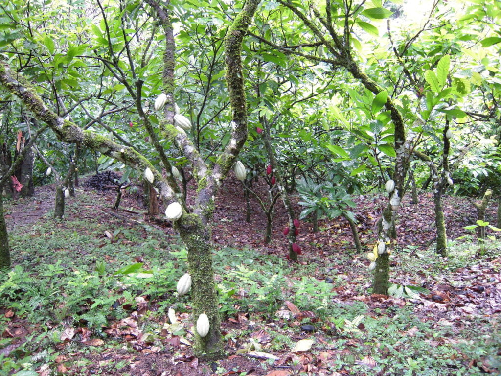 Uitzicht op een cacaoboomgaard