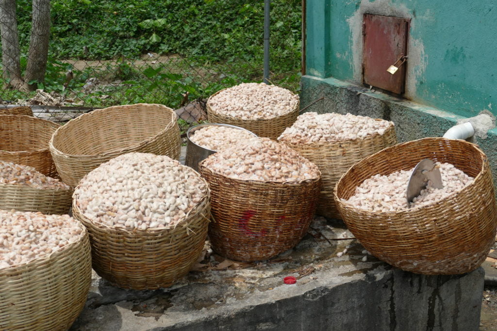 Récolte de fèves de cacao